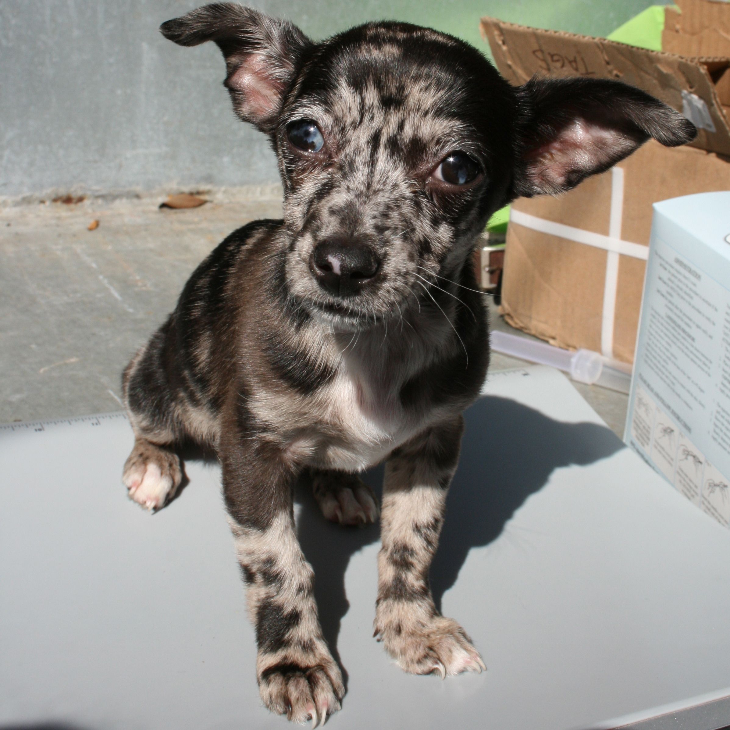 Rescue Dog Image