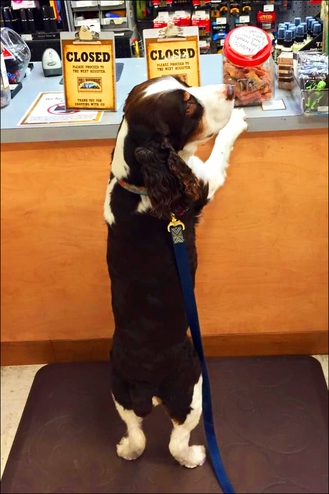 Dog Visits Pet Supplies Counter At Cole Hardware